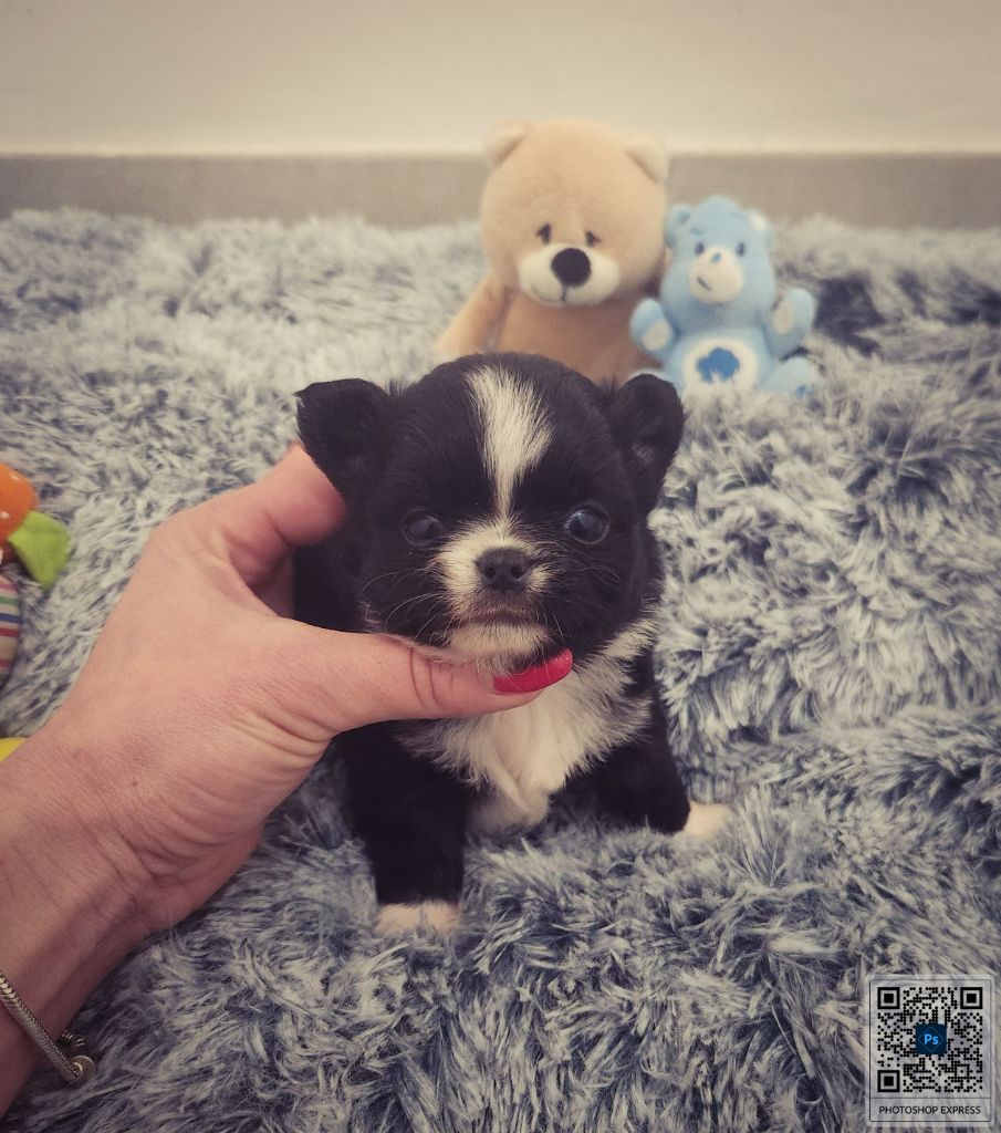 Des Petits Amours D'Arcadie - Chiot disponible  - Chihuahua