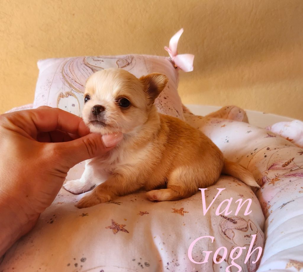 Des Petits Amours D'Arcadie - Chiot disponible  - Chihuahua