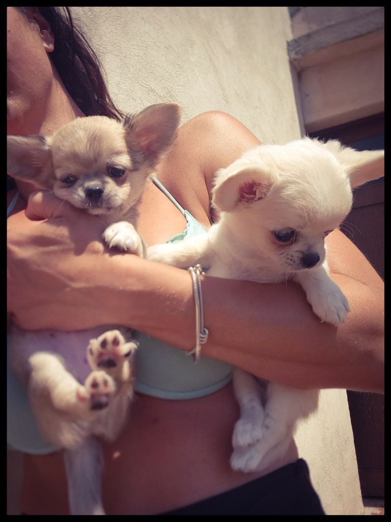 chiot Chihuahua Des Petits Amours D'Arcadie