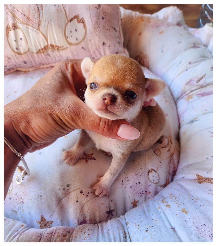 Des Petits Amours D'Arcadie - Chiot disponible  - Chihuahua