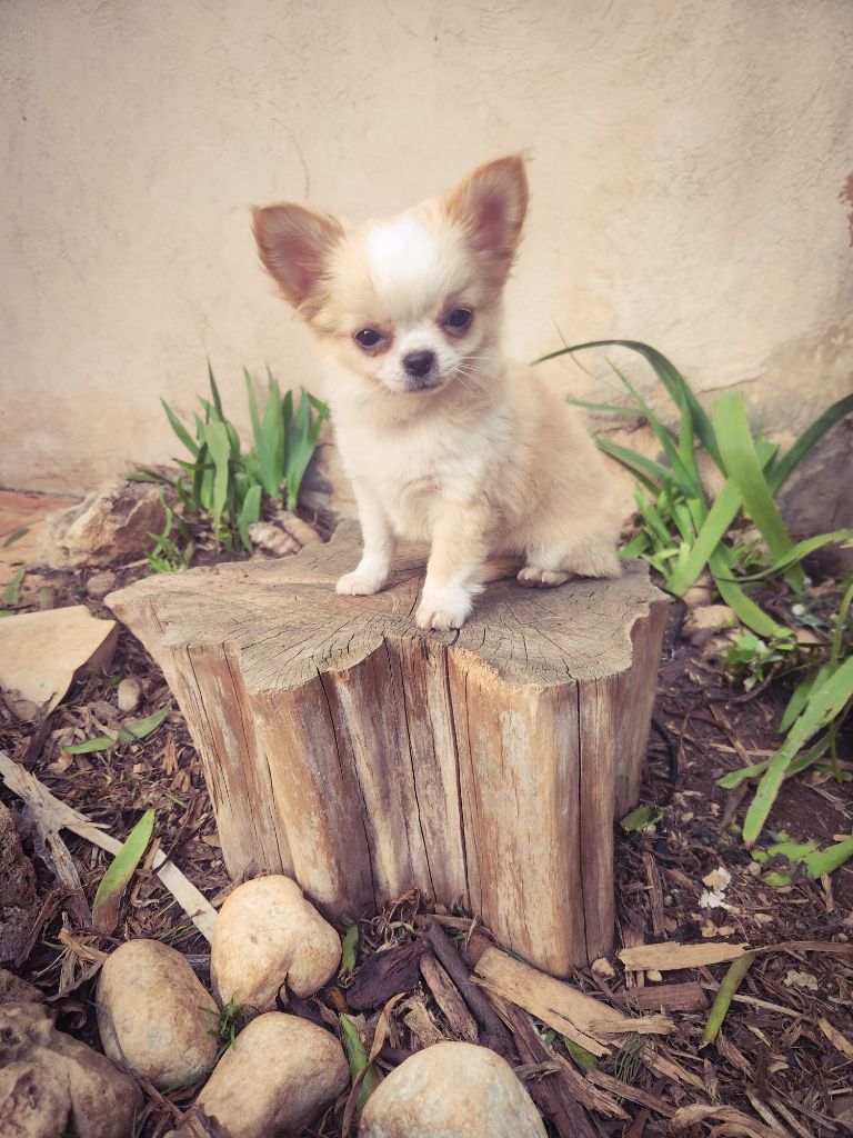 Des Petits Amours D'Arcadie - Chiot disponible  - Chihuahua