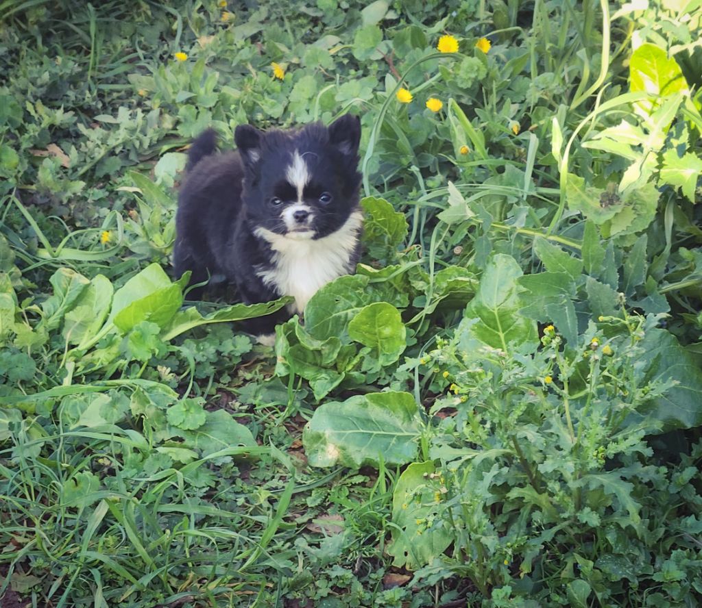 Des Petits Amours D'Arcadie - Chiot disponible  - Chihuahua