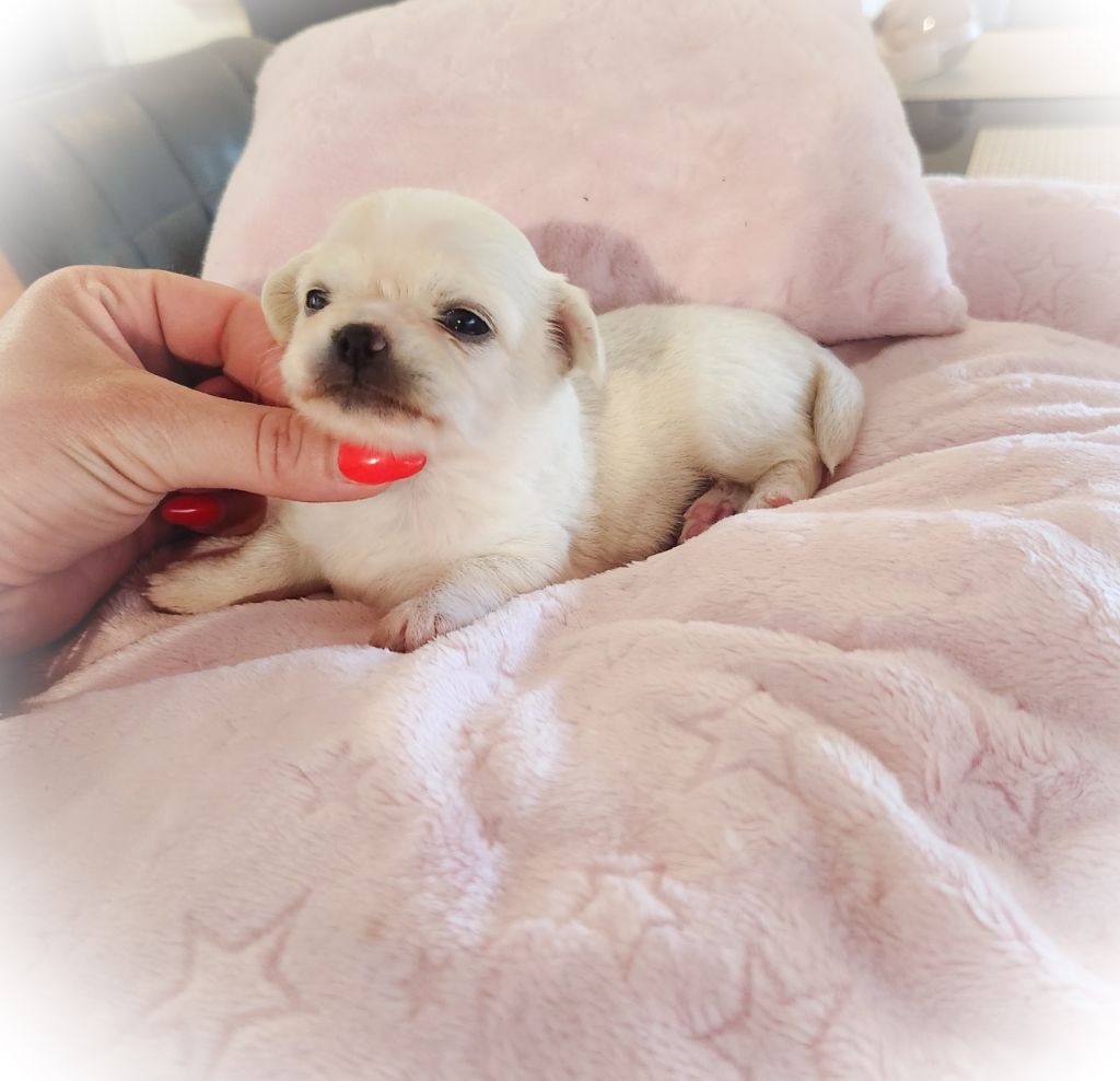 Des Petits Amours D'Arcadie - Chiot disponible  - Chihuahua