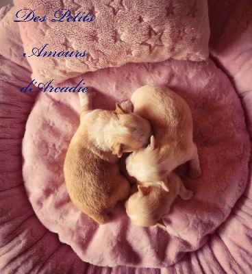 Des Petits Amours D'Arcadie - Chihuahua - Portée née le 29/08/2024