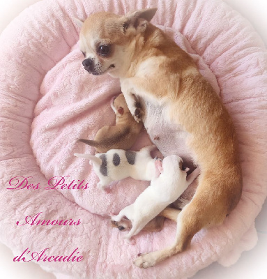 Des Petits Amours D'Arcadie - Chihuahua - Portée née le 13/08/2024