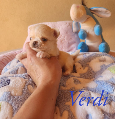 Verdi