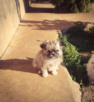 Des Petits Amours D'Arcadie - Chihuahua - Portée née le 16/11/2024