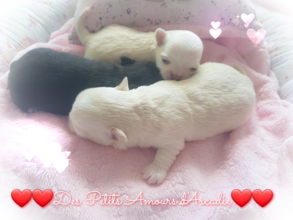 Des Petits Amours D'Arcadie - Chihuahua - Portée née le 04/10/2020