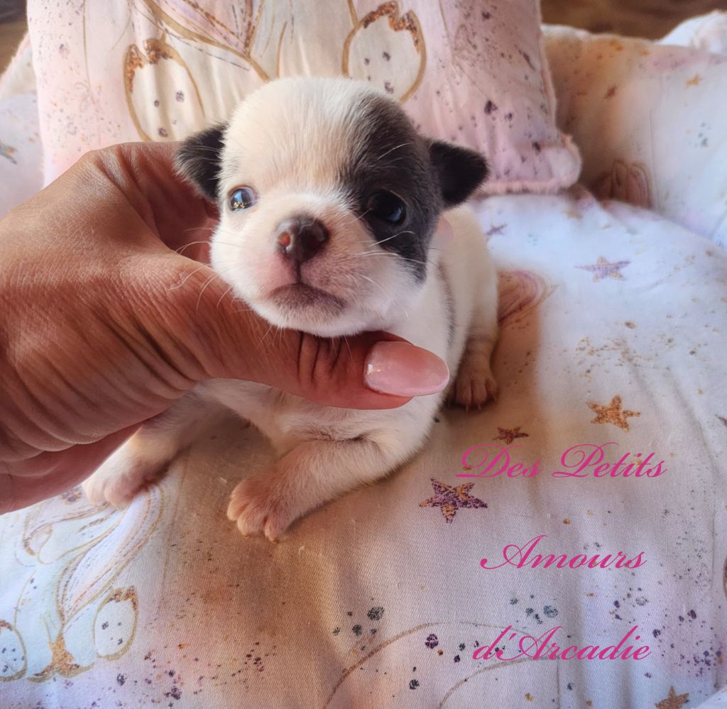 Des Petits Amours D'Arcadie - Chiot disponible  - Chihuahua