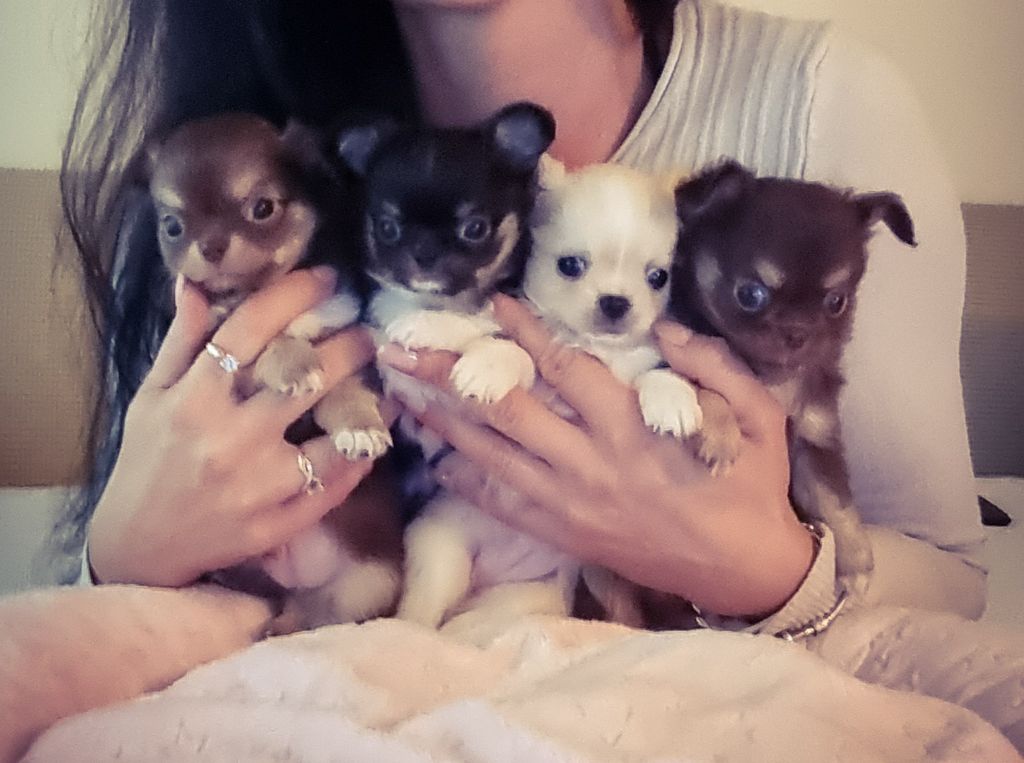 chiot Chihuahua Des Petits Amours D'Arcadie