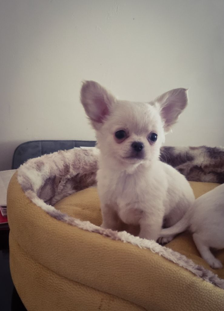 Des Petits Amours D'Arcadie - Chiot disponible  - Chihuahua