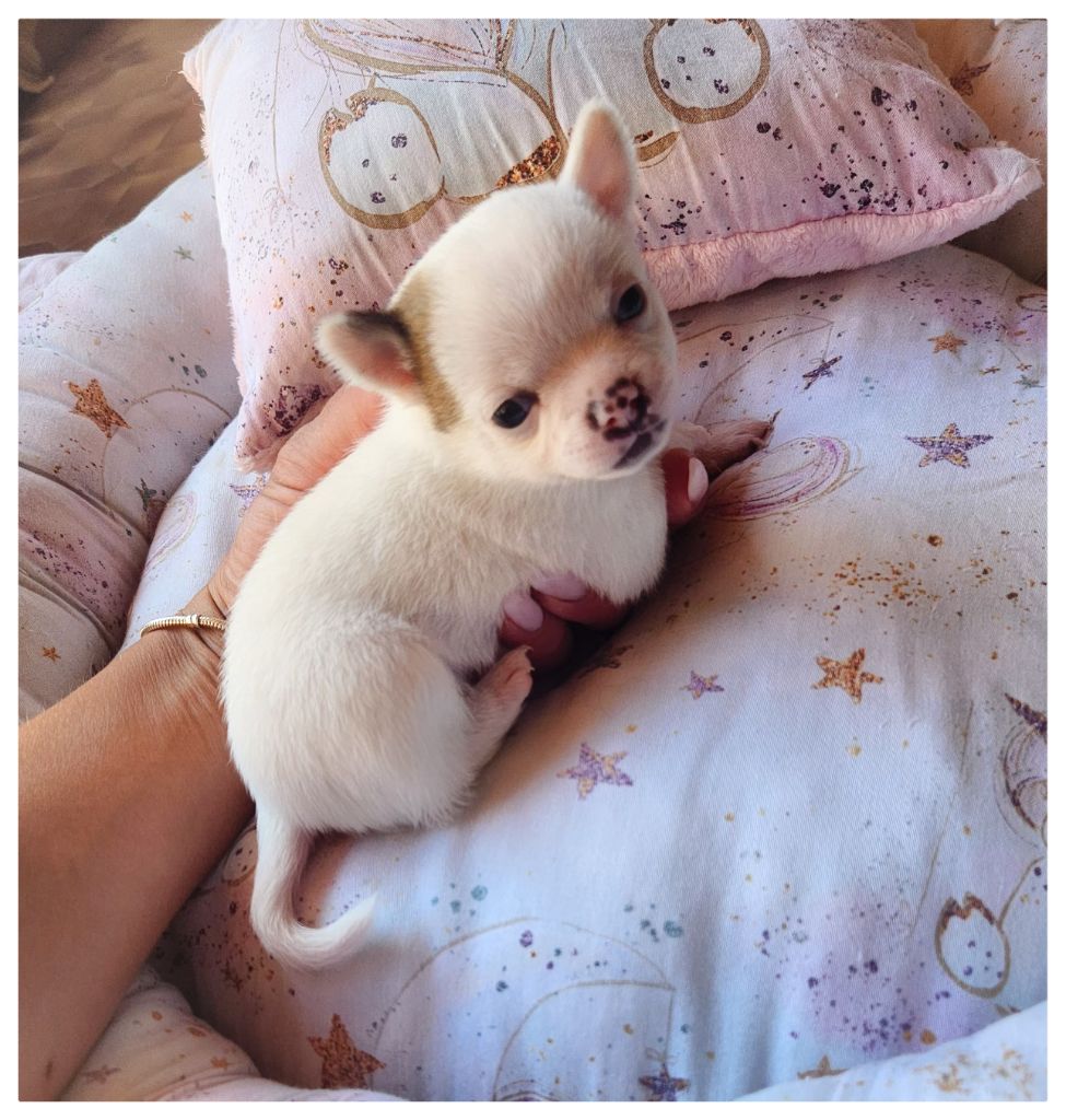 Des Petits Amours D'Arcadie - Chiot disponible  - Chihuahua