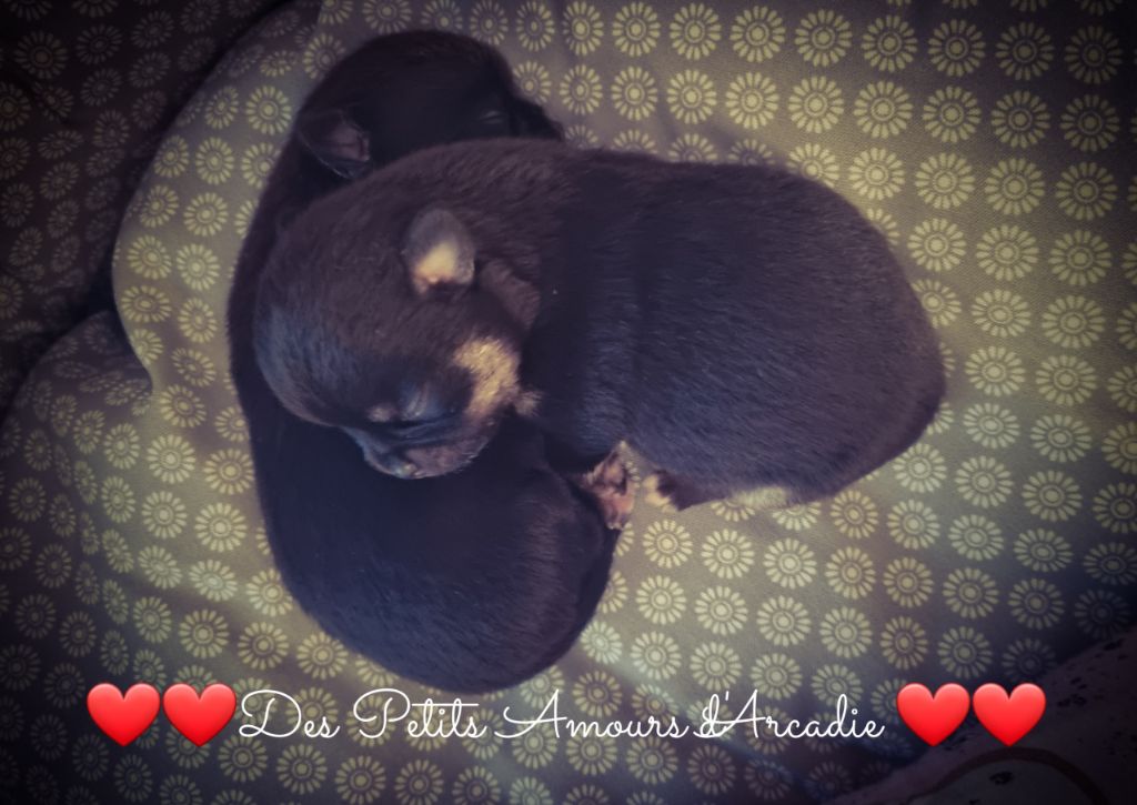 Des Petits Amours D'Arcadie - Chihuahua - Portée née le 17/10/2021