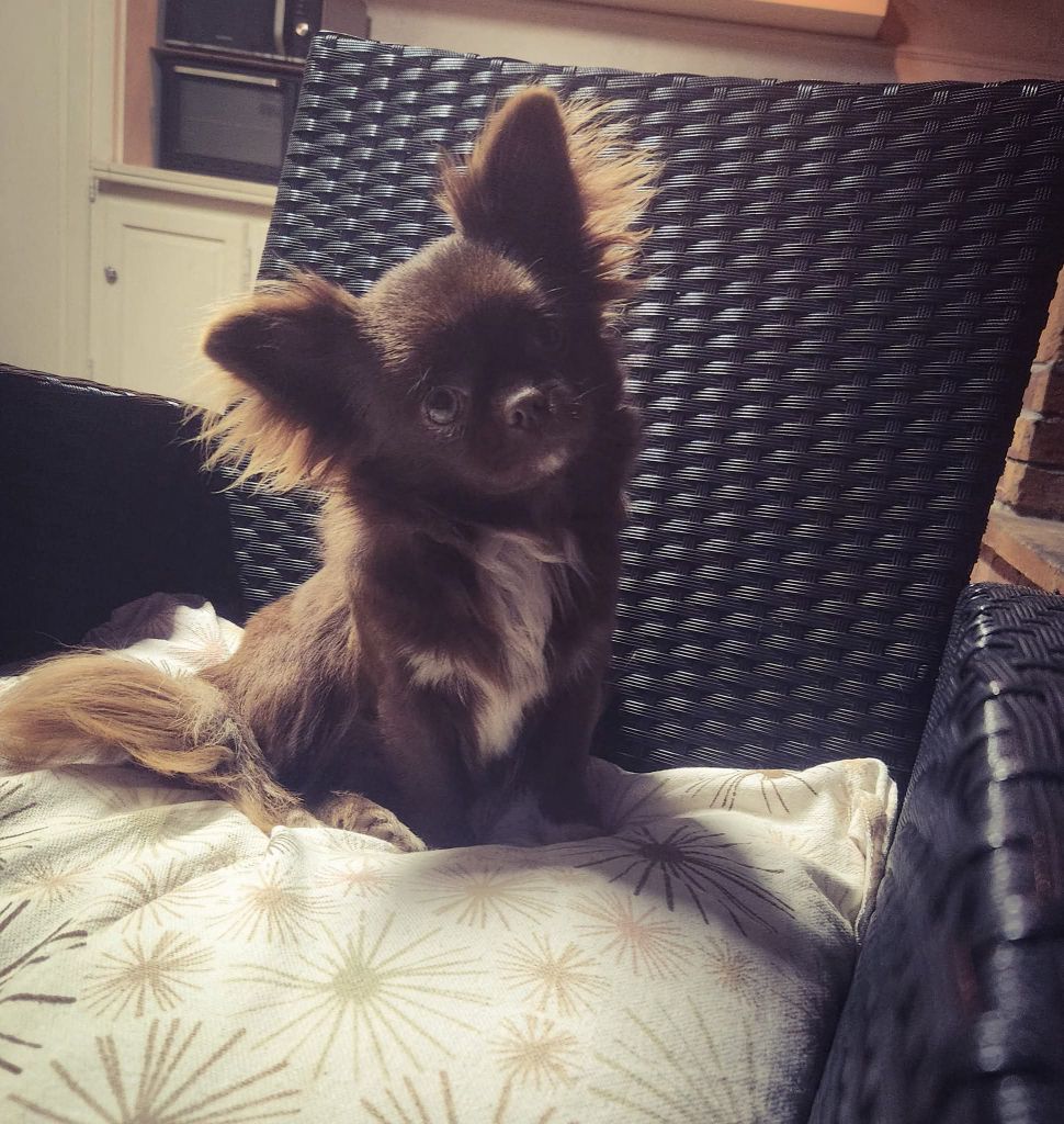 Vittoria secret of blue moon's diamond