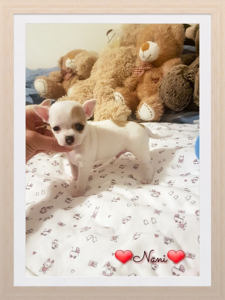 Des Petits Amours D'Arcadie - Chihuahua - Portée née le 20/08/2017