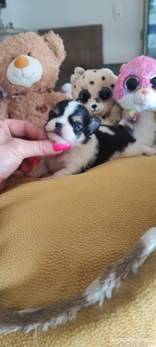 Des Petits Amours D'Arcadie - Chiots disponibles - Chihuahua