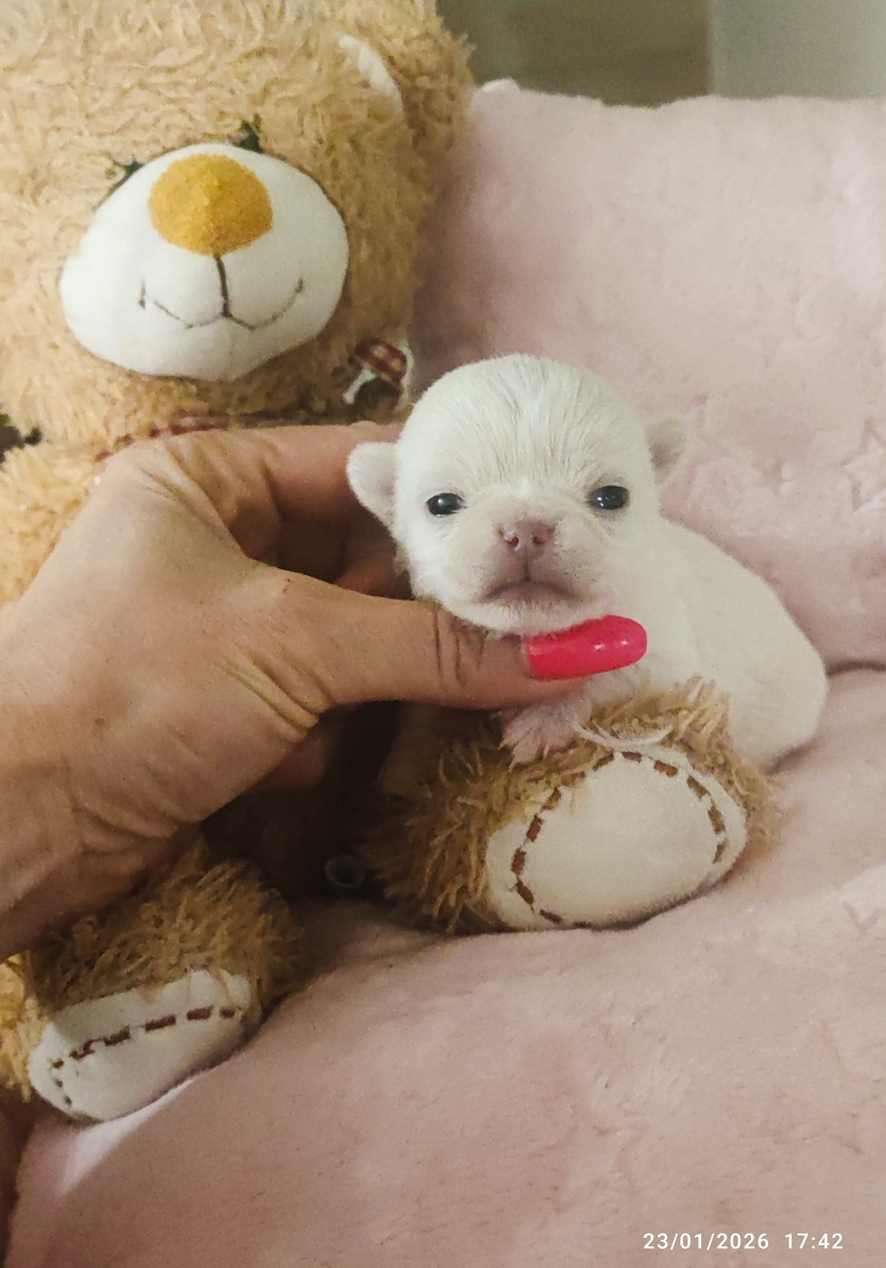 Des Petits Amours D'Arcadie - Chiots disponibles - Chihuahua