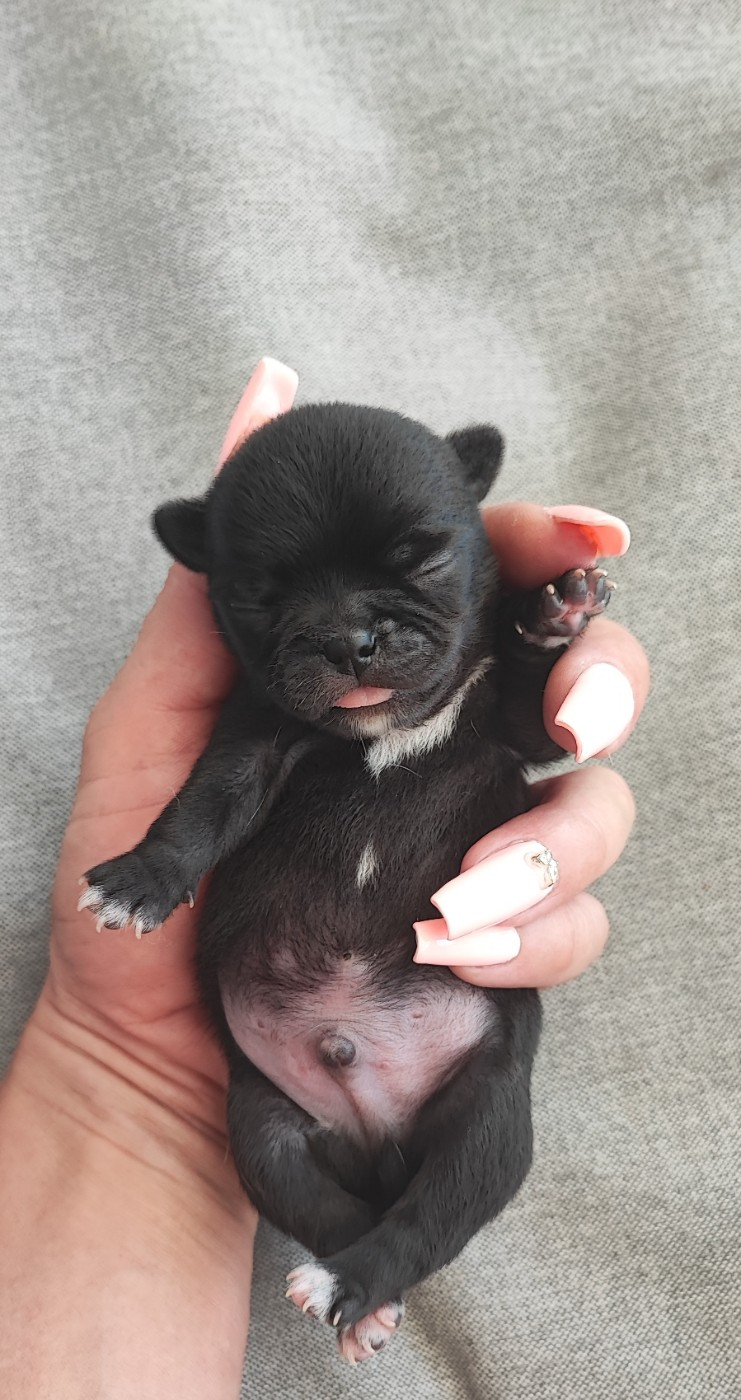 Des Petits Amours D'Arcadie - Chiots disponibles - Chihuahua