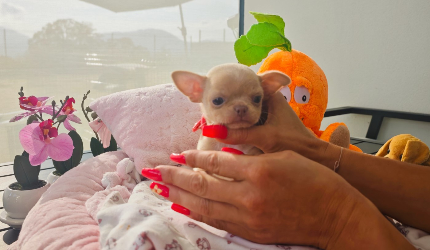 Des Petits Amours D'Arcadie - Chiots disponibles - Chihuahua