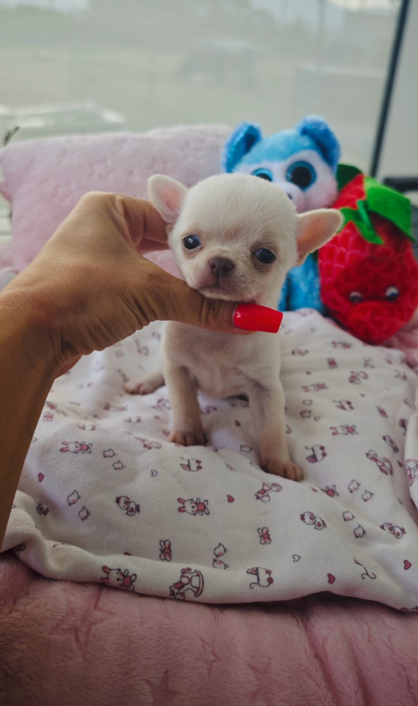 Des Petits Amours D'Arcadie - Chiots disponibles - Chihuahua