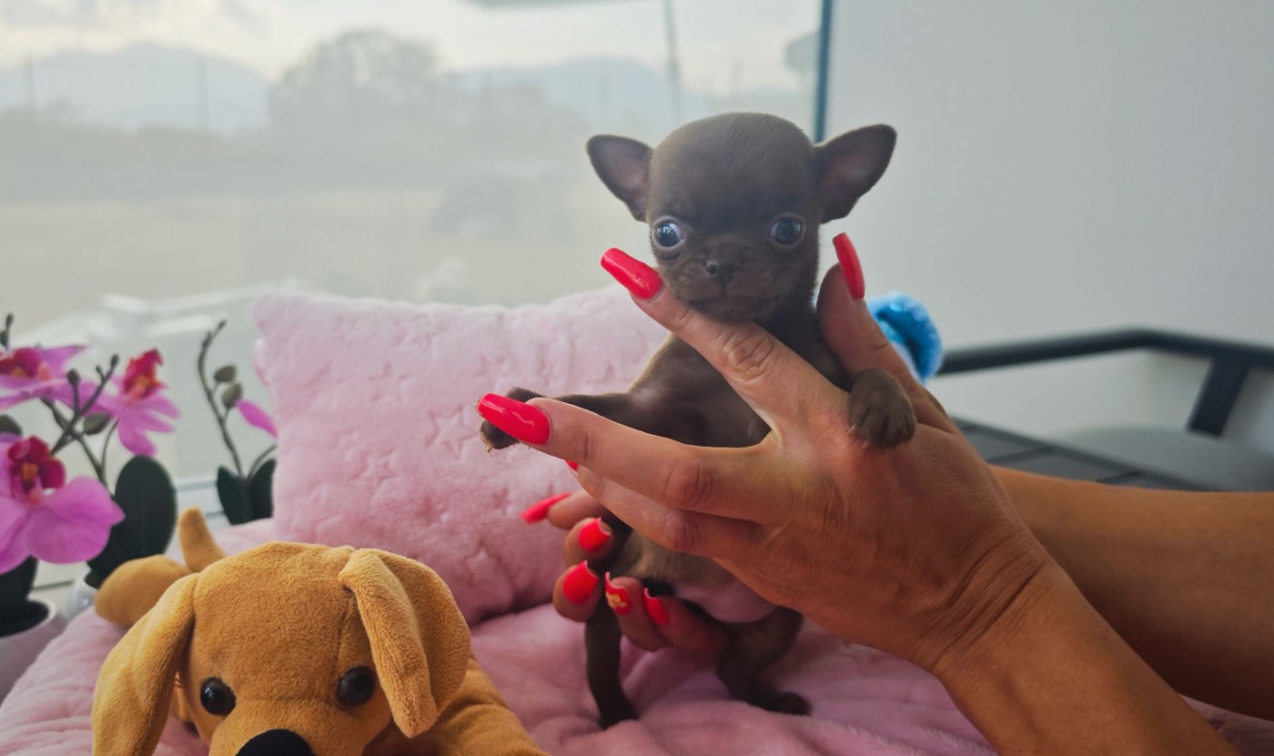 Des Petits Amours D'Arcadie - Chiots disponibles - Chihuahua