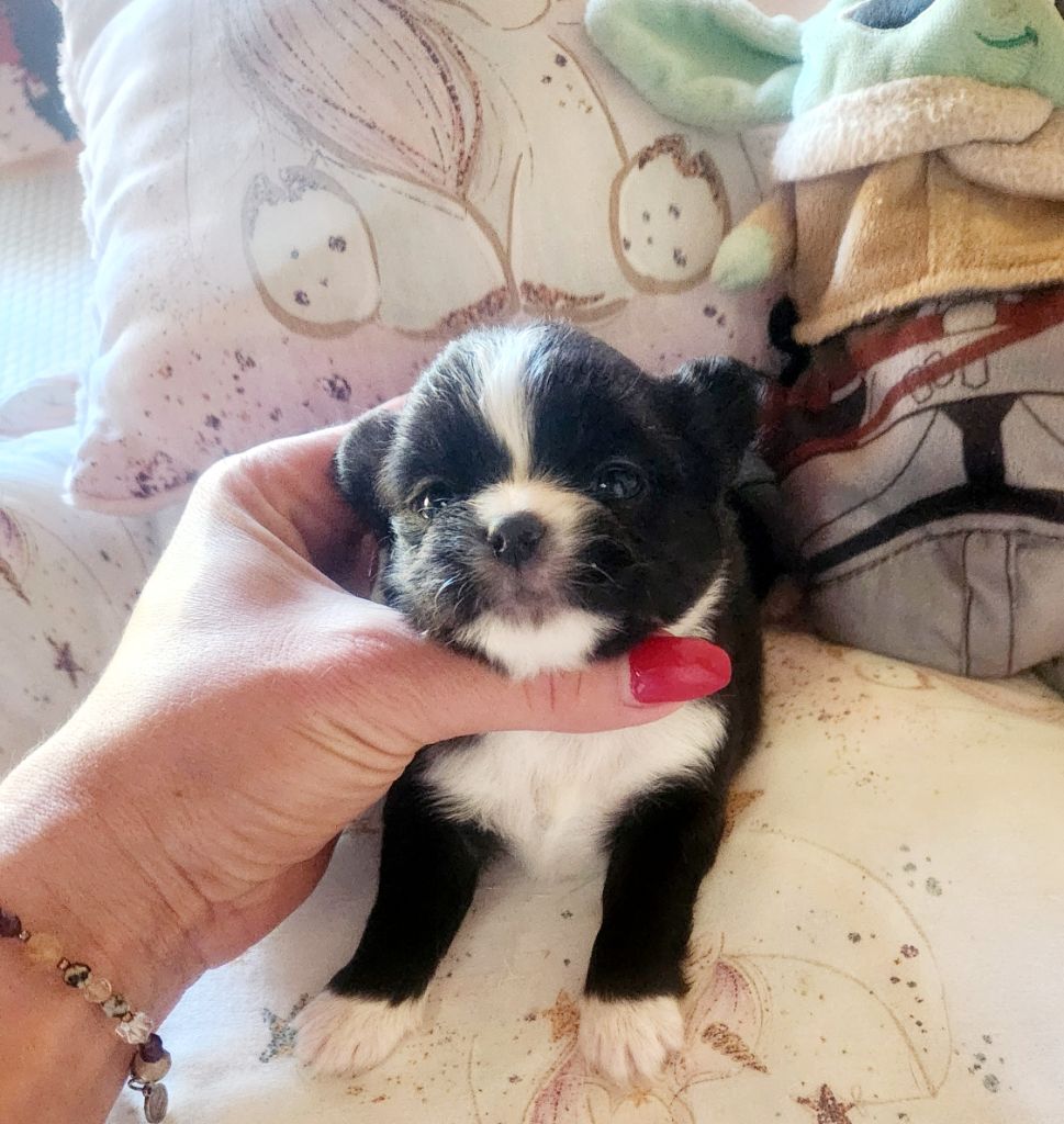 Des Petits Amours D'Arcadie - Chiots disponibles - Chihuahua