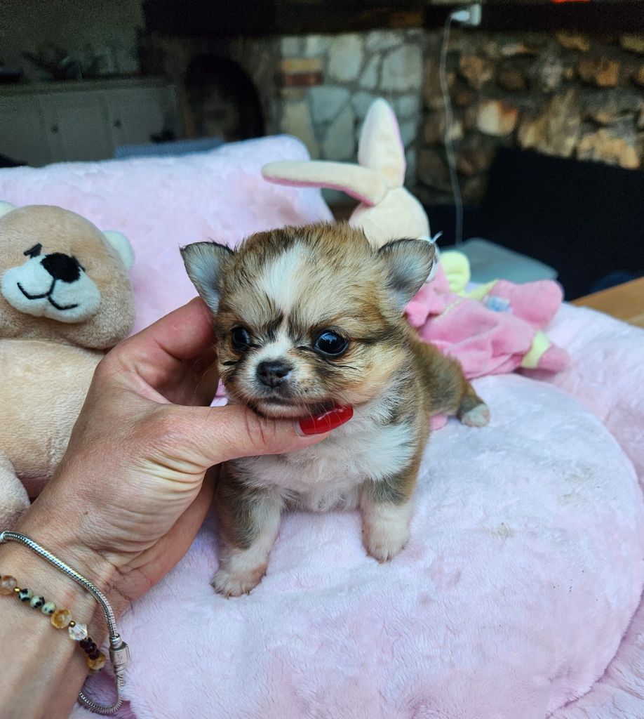 Des Petits Amours D'Arcadie - Chiots disponibles - Chihuahua