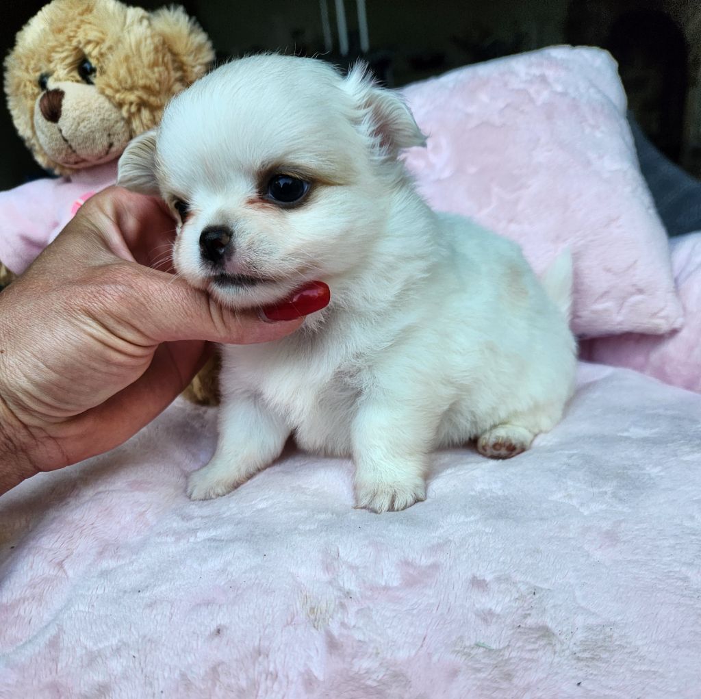 Des Petits Amours D'Arcadie - Chiots disponibles - Chihuahua