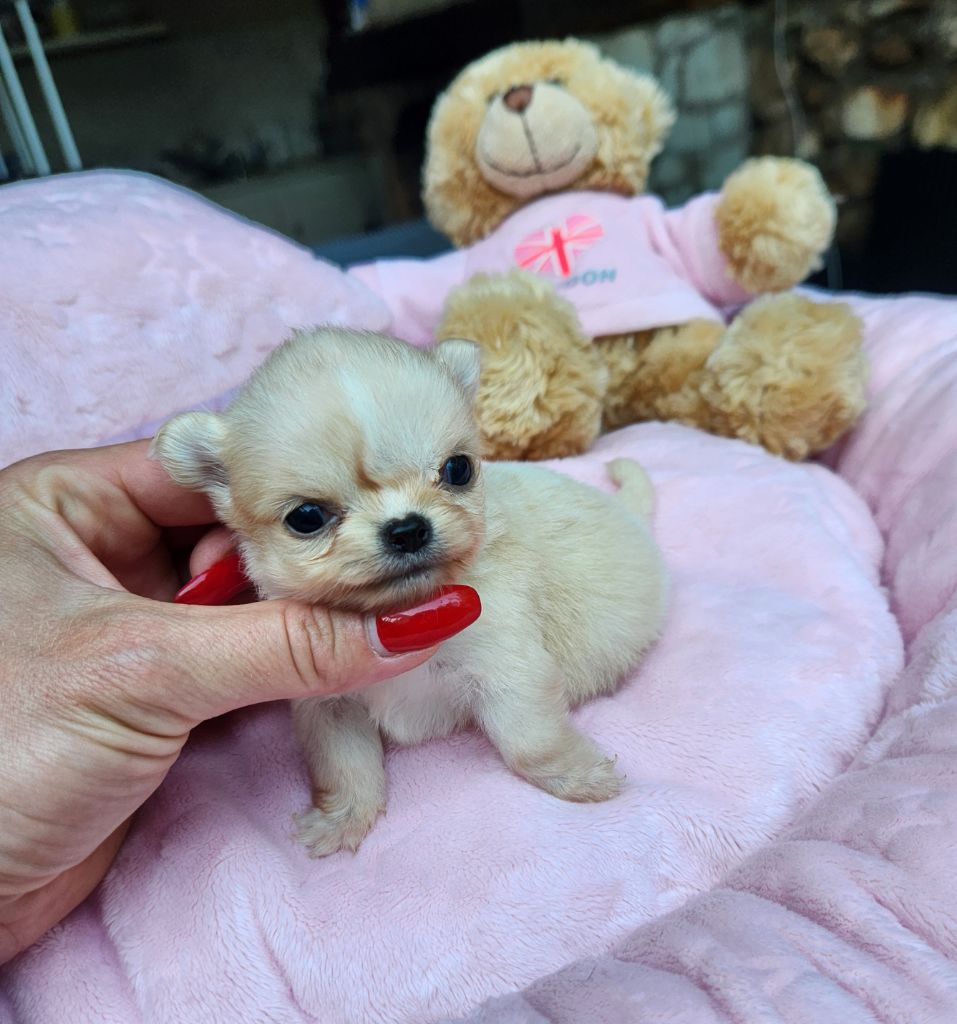 Des Petits Amours D'Arcadie - Chiots disponibles - Chihuahua