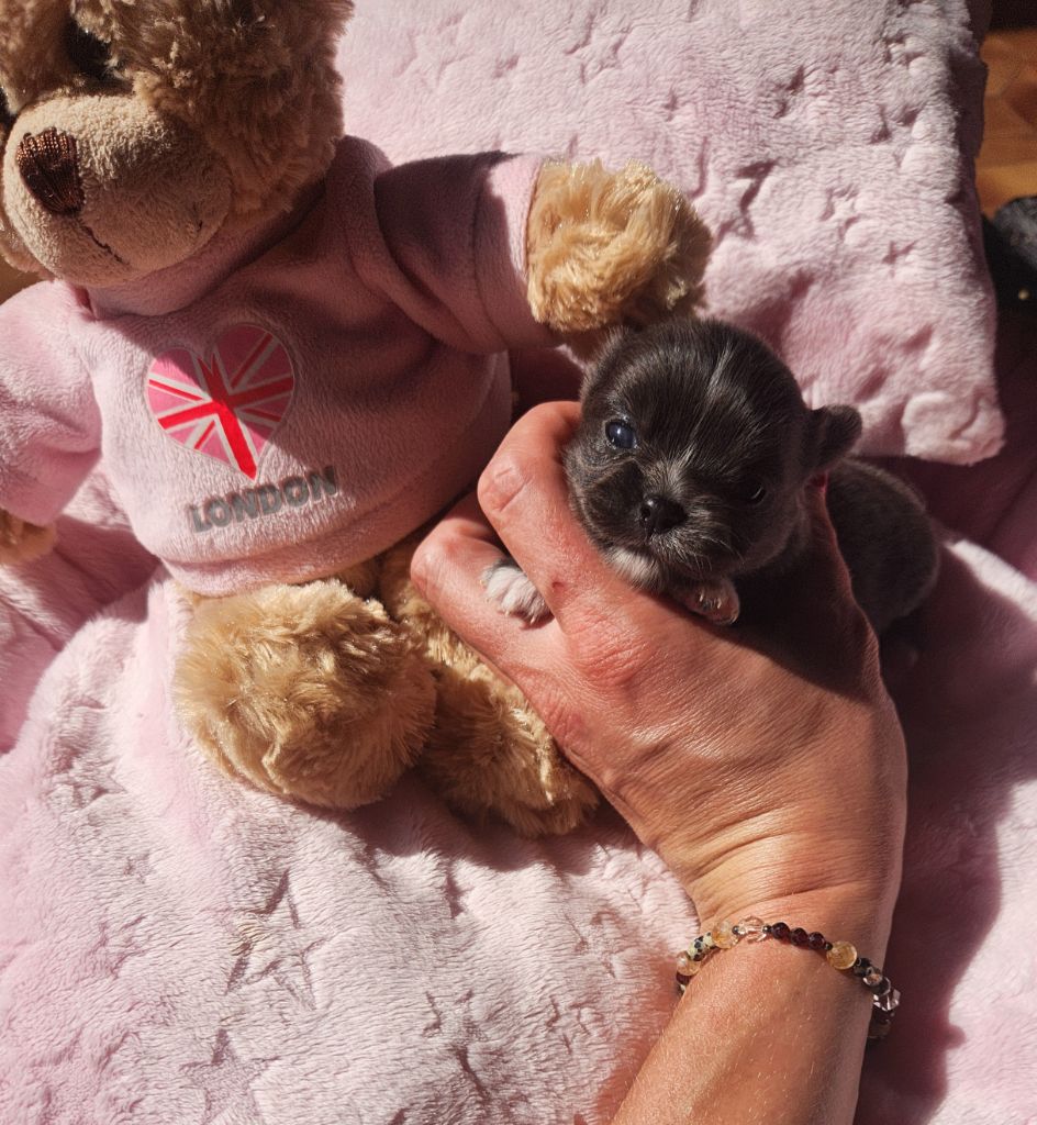 Des Petits Amours D'Arcadie - Chiots disponibles - Chihuahua