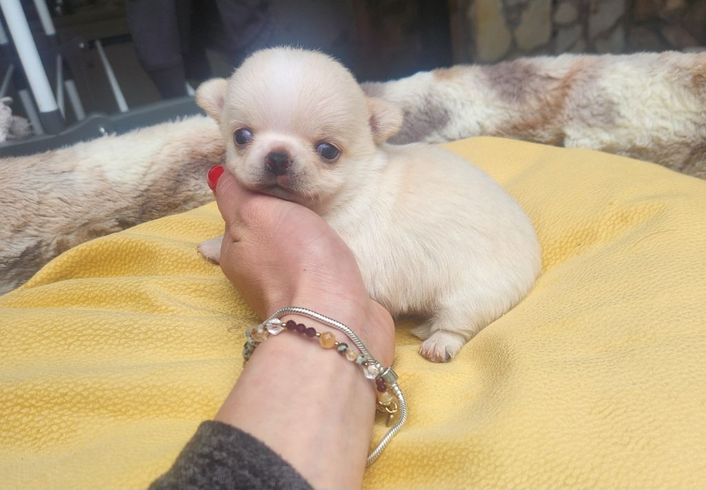 Des Petits Amours D'Arcadie - Chiots disponibles - Chihuahua