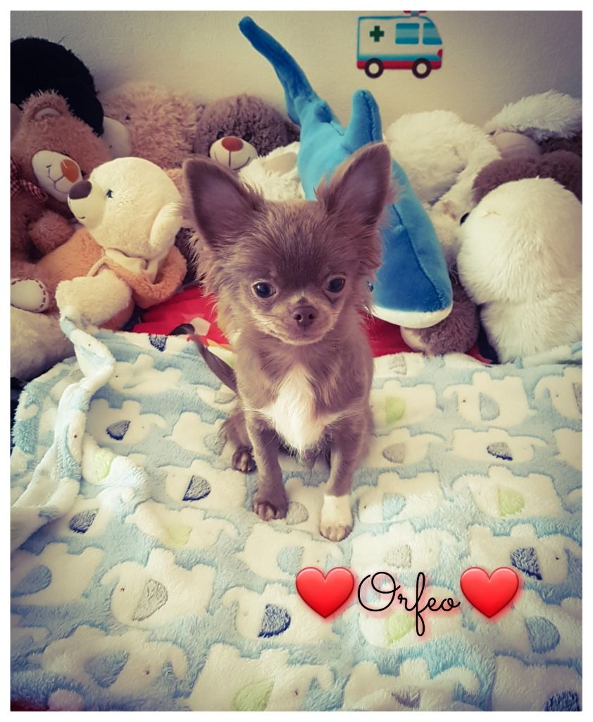 Des Petits Amours D'Arcadie - Chihuahua - Portée née le 23/05/2018